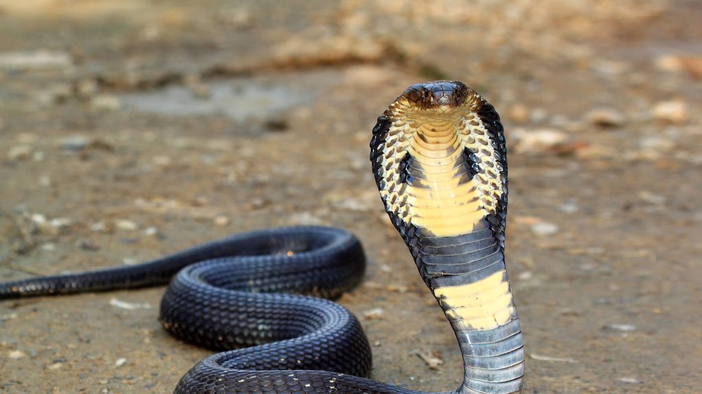The Fascinating World of Cobras