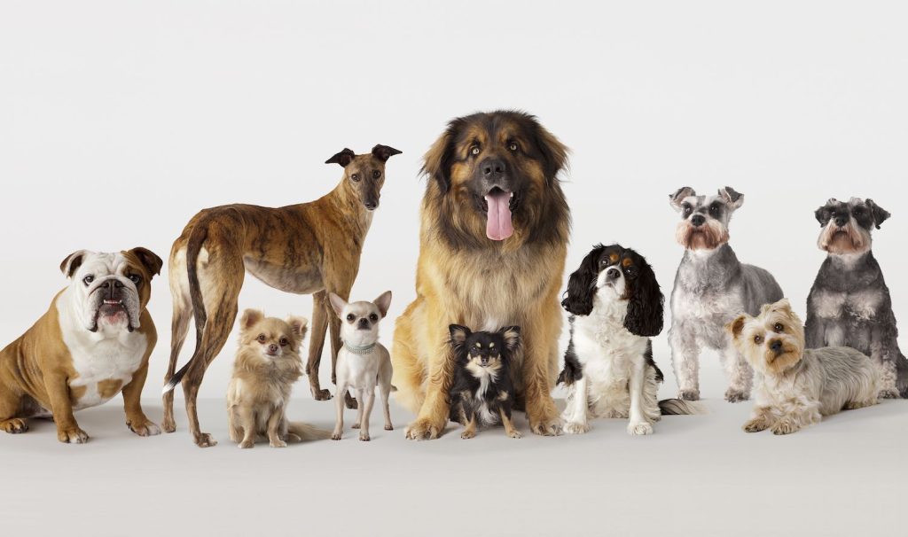 All About Dogs,  Man’s Best Friend