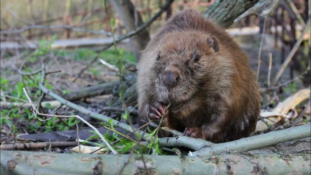 The Secret Architects,  How Beavers Reshape Ecosystems